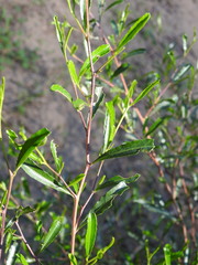 Dodonaea viscosa cuneata