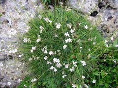 Gypsophila tenuifolia