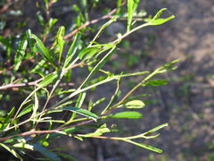 Dodonaea viscosa cuneata