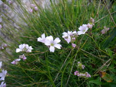 Gypsophila tenuifolia