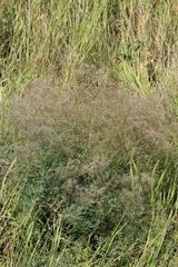 Gypsophila paniculata