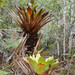 Brocchinia tatei - Photo (c) Imerú Alfonzo-Hernandez,  זכויות יוצרים חלקיות (CC BY-NC-ND), הועלה על ידי Imerú Alfonzo-Hernandez