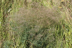 Gypsophila paniculata