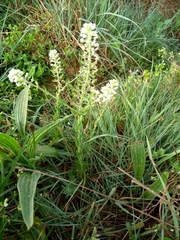 Lepidium heterophyllum