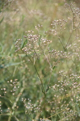 Gypsophila paniculata