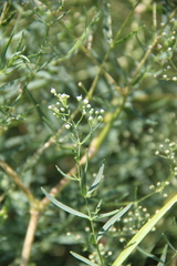 Gypsophila paniculata