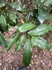 Cryptocarya macdonaldii