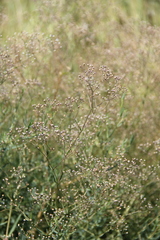Gypsophila paniculata