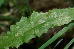 Stigmella ogygia