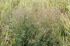 Gypsophila paniculata