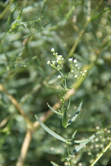 Gypsophila paniculata