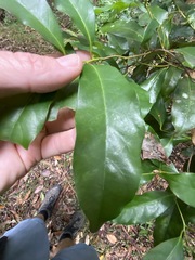 Cryptocarya macdonaldii