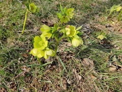 Helleborus
