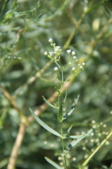 Gypsophila paniculata