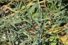 Gypsophila paniculata