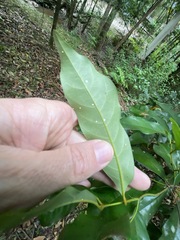 Cryptocarya macdonaldii
