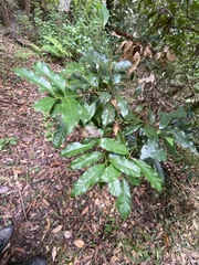 Cryptocarya macdonaldii