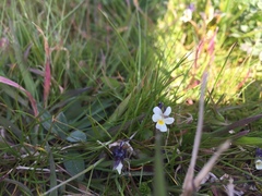 Viola arvensis