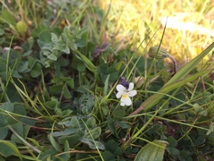 Viola arvensis