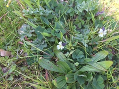 Viola arvensis
