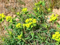 Euphorbia serrata