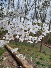 Prunus