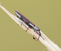 Rhinotia filiformis