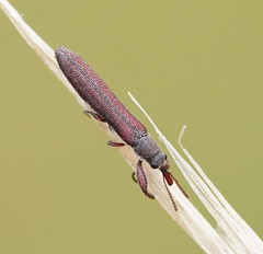 Rhinotia filiformis