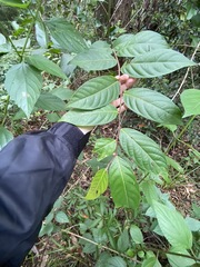 Glochidion sumatranum