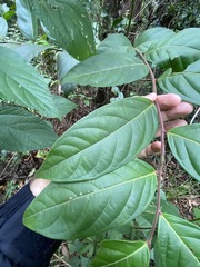 Glochidion sumatranum