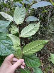 Glochidion sumatranum