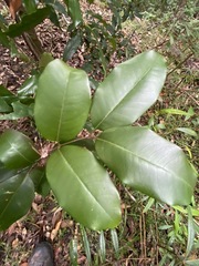 Mischocarpus pyriformis