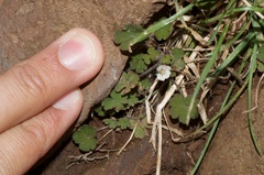Geranium microphyllum