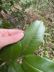 Mischocarpus pyriformis