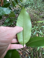 Mischocarpus pyriformis