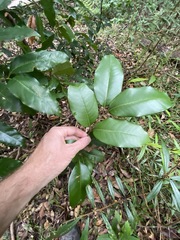 Mischocarpus pyriformis