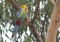 Platycercus eximius x adscitus