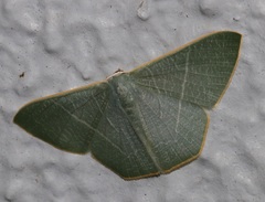 Pelagodes antiquadraria