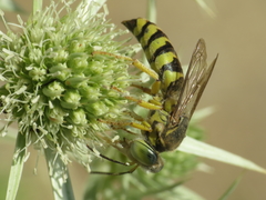 Bembix zonata