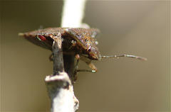 Bebaeus punctipes