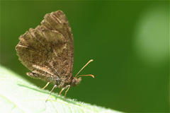 Panyapedaliodes drymaea