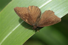 Panyapedaliodes drymaea