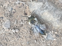 Andrena cineraria