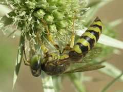 Bembix zonata