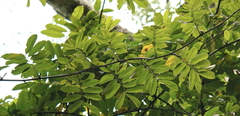 Senna siamea