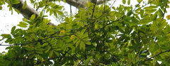 Senna siamea