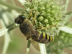 Bembix zonata