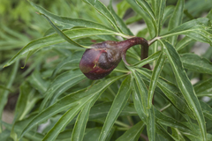 Paeonia hybrida