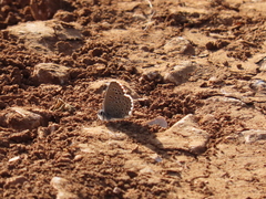 Pseudophilotes panoptes