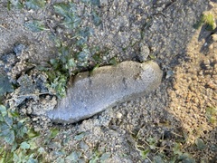 Holothuria scabra
